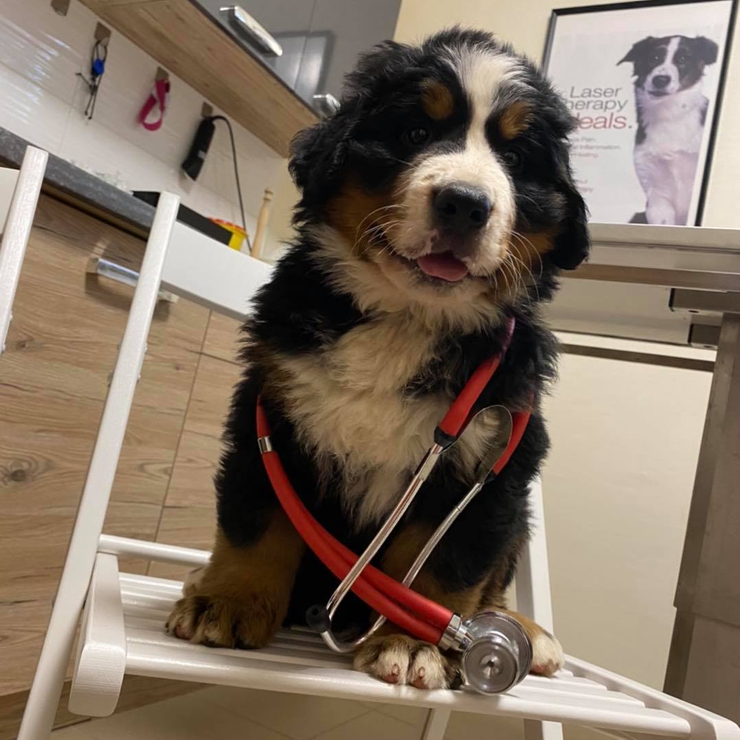 Newton Magic Bernese