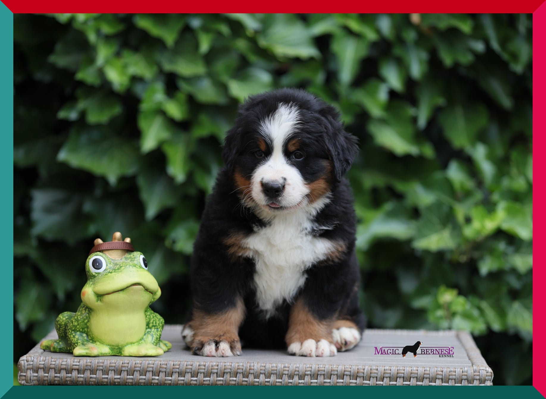 Jetro Magic Bernese